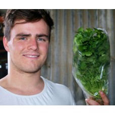 CORIANDER  Grown The Hydroponic Way In Katikati 